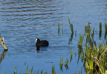 Coot. Wading Bird. Found on waterways of British Isles.