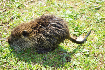 nutria in lawn