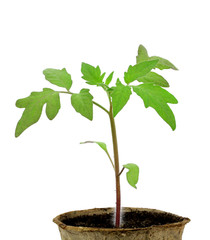 young sprout tomatoes on a white background