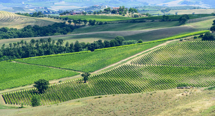 Fototapeta na wymiar Landscape in Maremma (Tuscany, Italy)