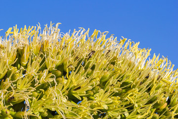 Many bees (and some ladybug) on a giant palm flower