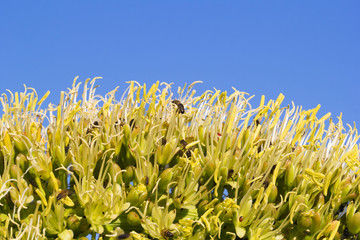 Many bees (and some ladybug) on a giant palm flower