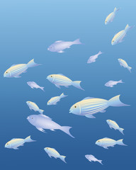 fish background