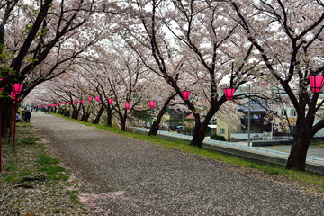 桜並木