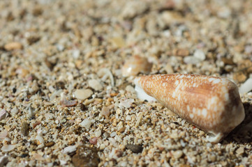 Brown shell on sand