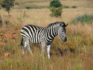Fototapeta na wymiar Zebra in Southafrica
