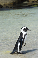 Fototapeta premium African Penguins (Spheniscus Demersus)