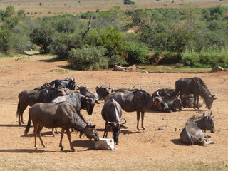 Wildebeests in South Africa