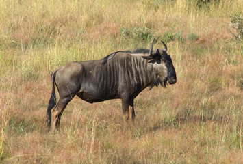 Fototapeta premium Wildebeest in South Africa