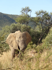 Elephant in South Africa