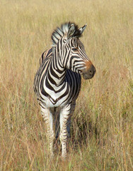 Zebra in Southafrica