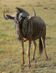 Wildebeest in South Africa