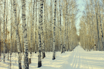 Winter birchwood