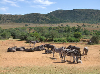 Fototapeta na wymiar Zebras and Antelopes in Southafrica