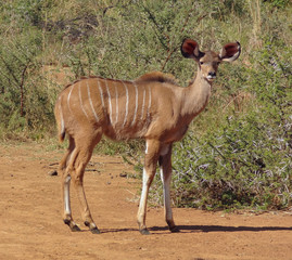 Antelope in South Africa