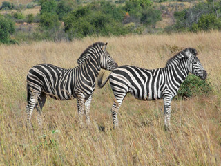 Fototapeta na wymiar Zebras in Southafrica