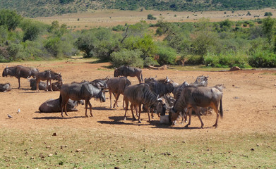 Wildebeests in South Africa