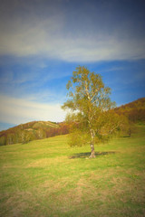 Beautiful landscape with birch