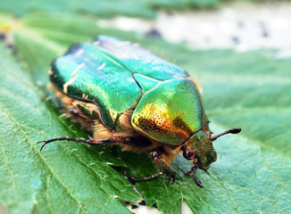großer Rosenkäfer - Protaetia aeruginos