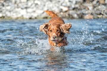 Happy Dog English cocker spaniel while running to you