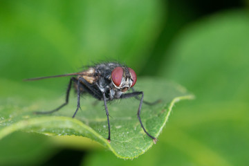isolated fly on the green background