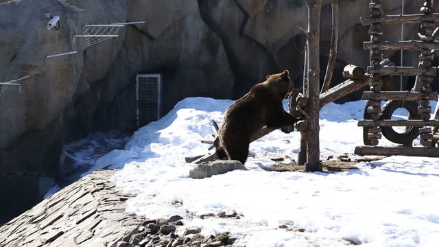 Brown bear in a big enclosure at the zoo