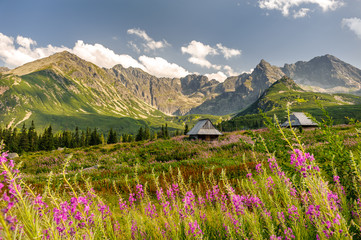 Polish Tatra mountains Hala Gąsienicowa - obrazy, fototapety, plakaty