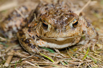 common toad portrait