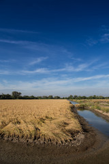 Fototapeta premium Golden paddy rice field ready for harvest
