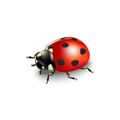 Ladybird isolated on white background - 81447952