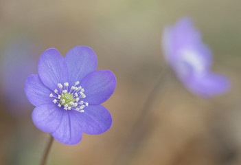 Hepatica nobilis during spring