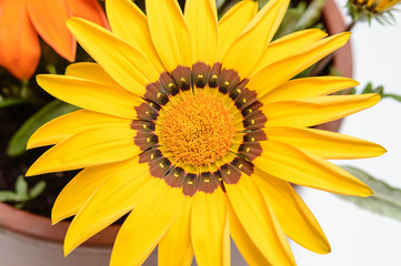 Gerbera flower
