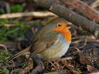 European robin (Erithacus rubecula)