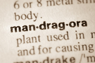Obraz premium Dictionary definition of word mandragora
