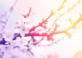 flowering cherry sakura