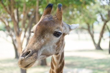 Reticulated giraffe portrait