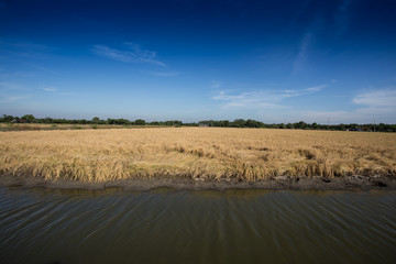 Golden paddy rice field ready for harvest