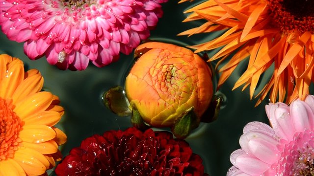 Bunte Blumen im Wasser