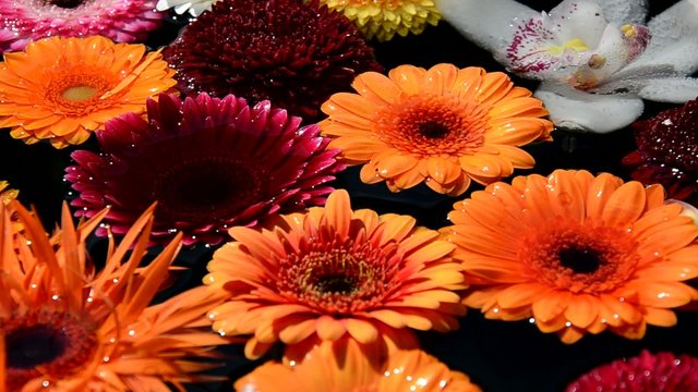 Bunte Blumen im Wasser