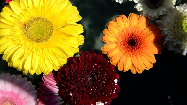 Bunte Blumen im Wasser