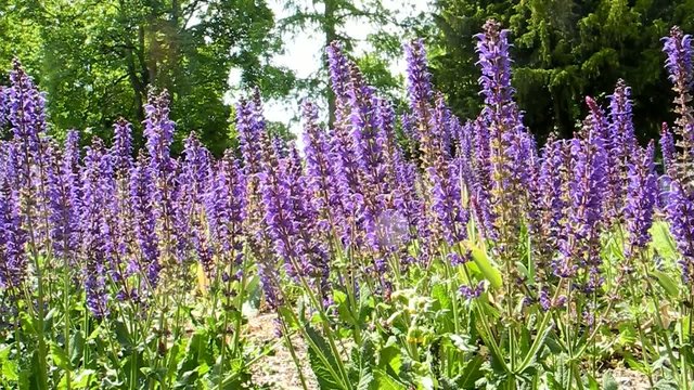 Blumen in inem Garten