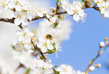 Obraz premium Frühlingszeit