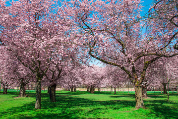 Kirschbl&uuml;tentraum