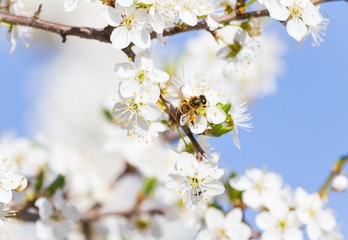Fototapeta na wymiar Biene auf Blütenzweig