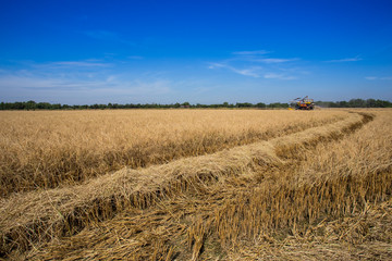 farmer harvesting rice in paddy field