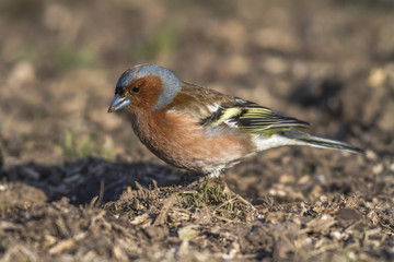 Fototapeta premium Buchfink