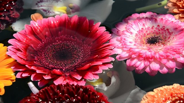 Bunte Blumen im Wasser