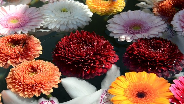 Bunte Blumen im Wasser