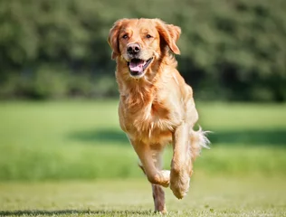Keuken foto achterwand Hond Golden retriever hond