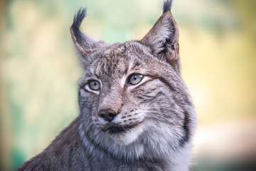 a lynx